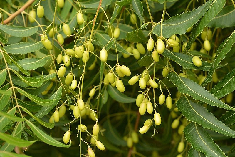 Tác dụng của dầu neem trong cuộc sống hàng ngày 1