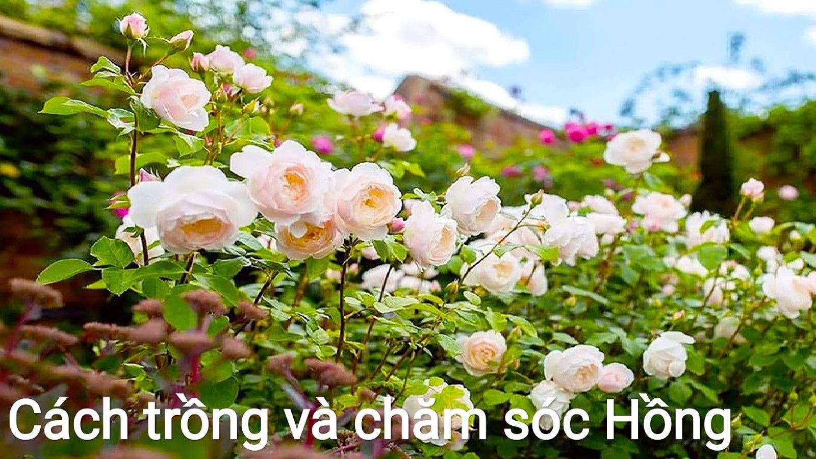 Cách chăm sóc cây hoa Hồng mùa mưa