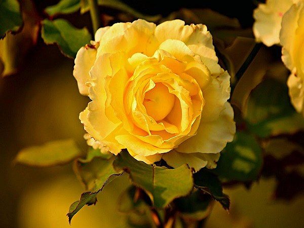 Cách chăm sóc hoa hồng vàng - loại hoa chứa đựng những ý nghĩa đặc biệt