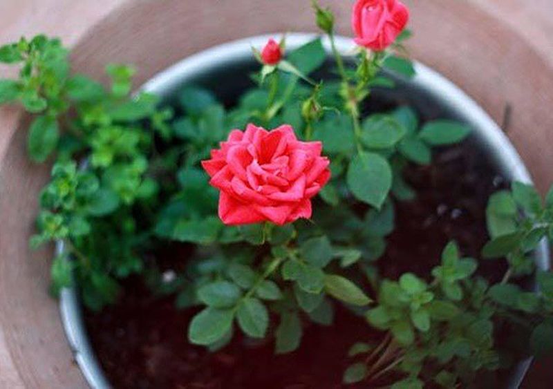 Cách chăm sóc Hoa Hồng cây tốt, không sâu bệnh và ra hoa đẹp-4