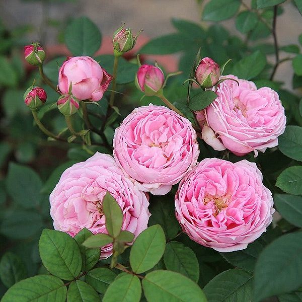 Cách chăm sóc và trồng hoa hồng ngoại