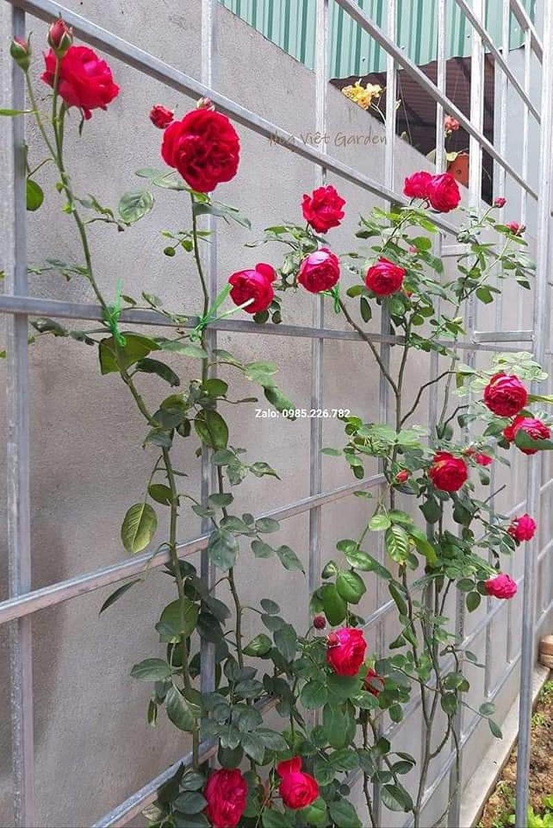 Cách trồng hoa hồng leo