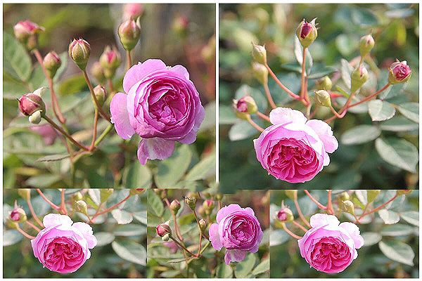 Cách trồng và chăm sóc hoa hồng ngoại
