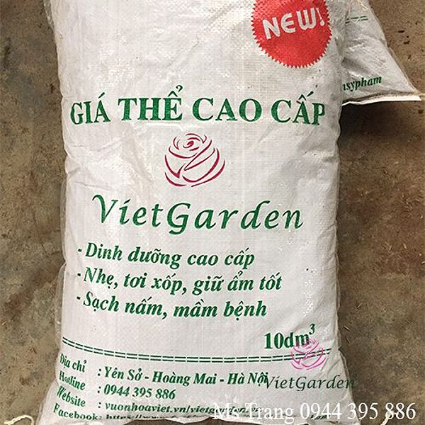 Cách trồng và chăm sóc hoa hồng rễ trần