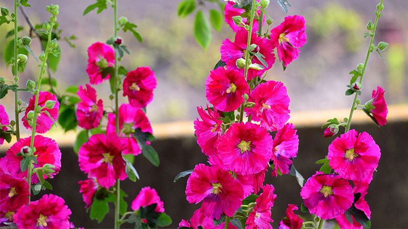 Cách trồng và chăm sóc hoa mãn đình hồng