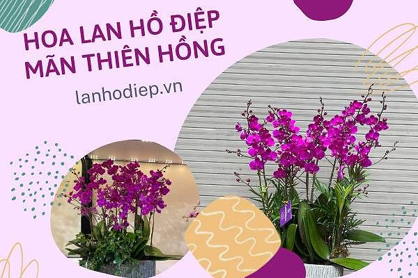 Lan Hồ Điệp mãn thiên hồng