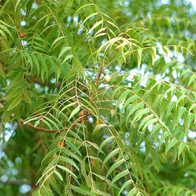 Dầu neem được chiết xuất từ nhiều bộ phận của cây neem