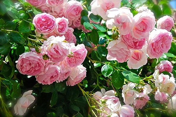 Cây hoa hồng leo được chăm sóc đúng kỹ thuật ra rất nhiều hoa