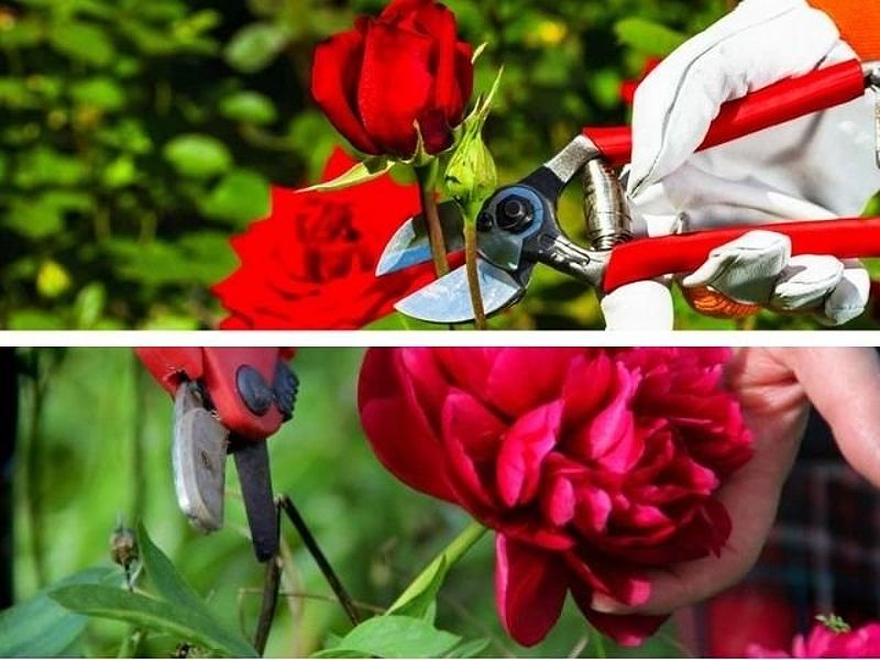 Cách bón phân chăm sóc Hoa Hồng nở ra hoa đúng dịp tết âm