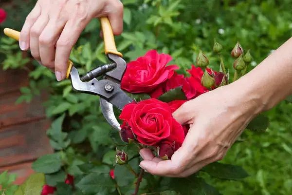 Cách chăm sóc hoa hồng