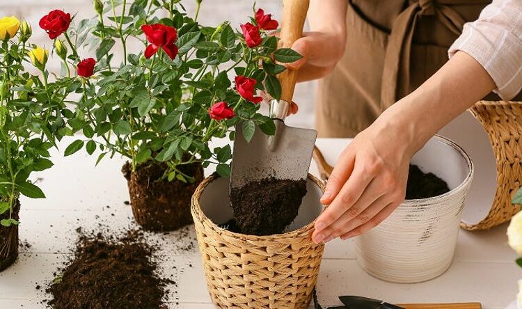 Cách chăm sóc hoa hồng trong chậu – Tạo khu vườn thu nhỏ trong không gian sống của bạn