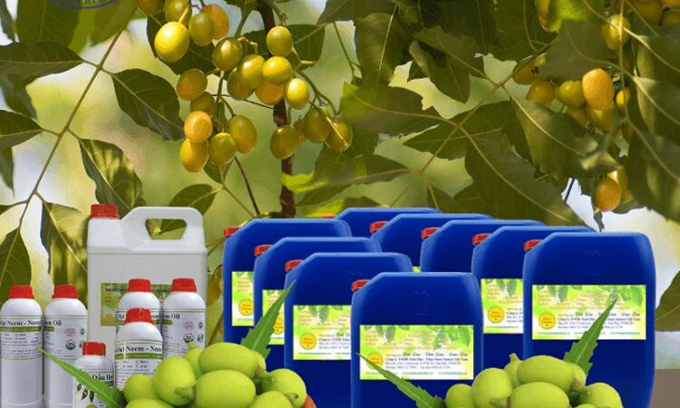 Khám phá sức mạnh của dầu neem nim – Liệu pháp tự nhiên toàn diện cho sức khỏe và sắc đẹp