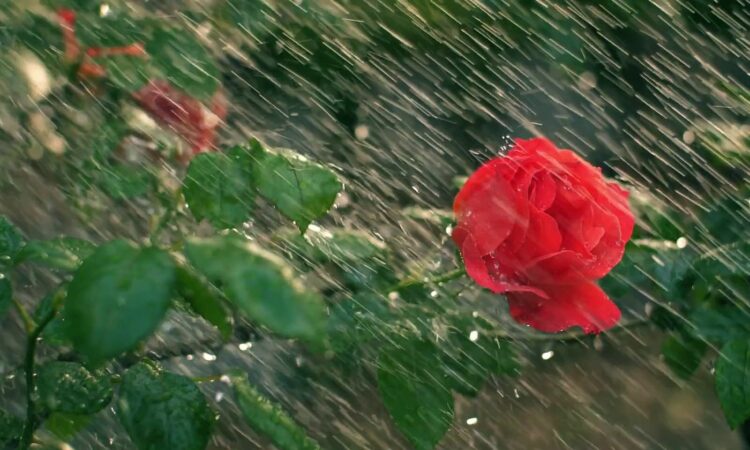 Chăm sóc hoa hồng mùa mưa – Hướng dẫn chi tiết