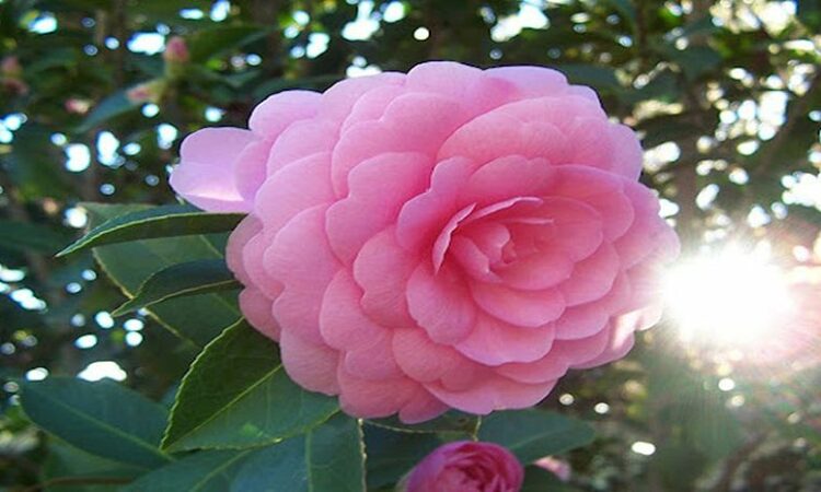 Cách chăm sóc cây hoa hồng trà với tình yêu và sự chăm chút