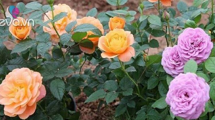 Chăm sóc hoa hồng trứng – Cách trồng và chăm sóc để có vườn hoa tuyệt đẹp