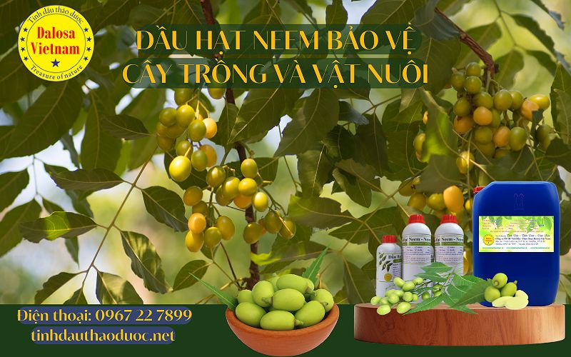 Dau-hat-neem-bao-ve-cay-trong-vat-nuoi