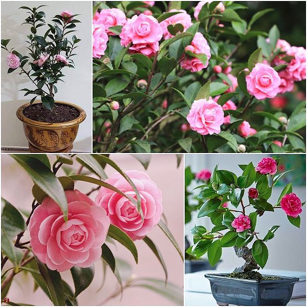 Chăm sóc tốt cây hoa hồng trà sẽ giúp chúng ra hoa đẹp
