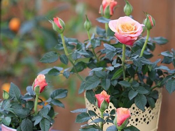 Cách chăm sóc cây hoa hồng tiểu muội – Bí quyết sở hữu những bông hoa rực rỡ quanh năm
