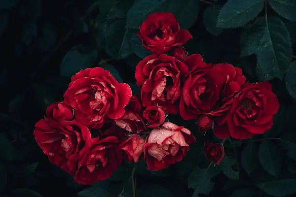 Thường xuyên bấm tỉa cành giúp cho hoa hồng có nhiều dinh dưỡng và giúp hoa nở to đẹp hơn