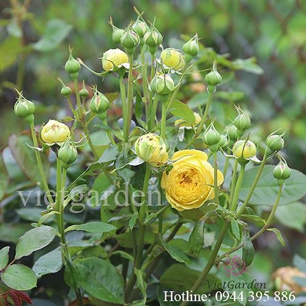 Giải mã bí ẩn về hoa hồng ngoại Catalina rose màu vàng chanh tuyệt đẹp