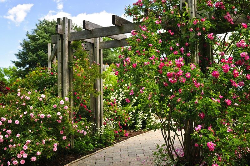 Giàn pergola cùng hoa hồng leo là sự kết hợp hoàn hảo để tạo nên một tiểu xinh xắn cho sân vườn