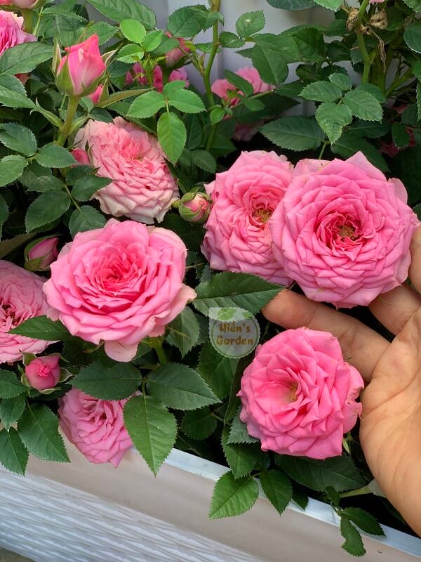 Hoa hồng bụi Tezza Rose