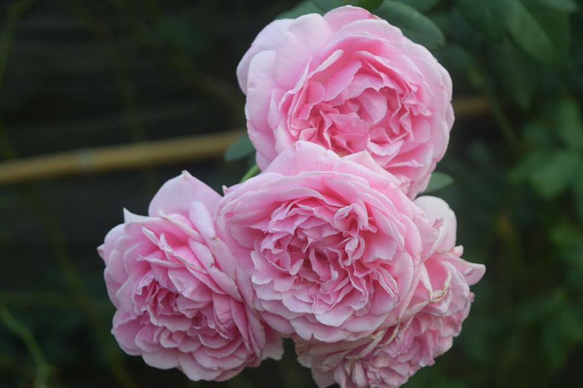 Hoa hồng bụi Bishop's Castle Rose 7
