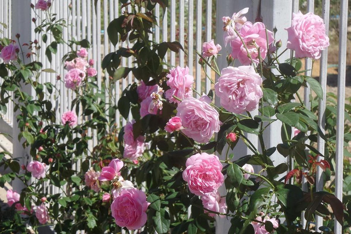 Hoa hồng bụi Bishop's Castle Rose 8