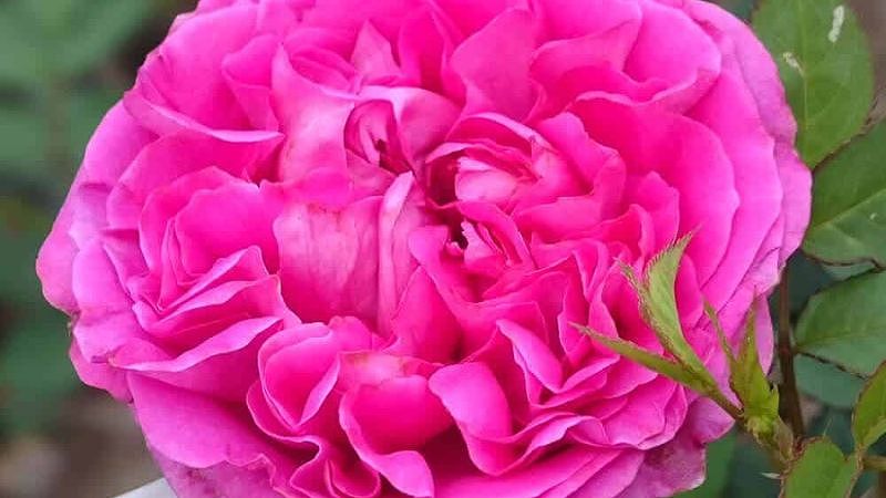Hoa hồng cổ Sapa có tên khoa học là Rosa tunquinensis Crep