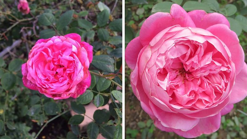Hoa hồng cổ Sapa có thể điều hòa nhiệt độ và thanh lọc không khí