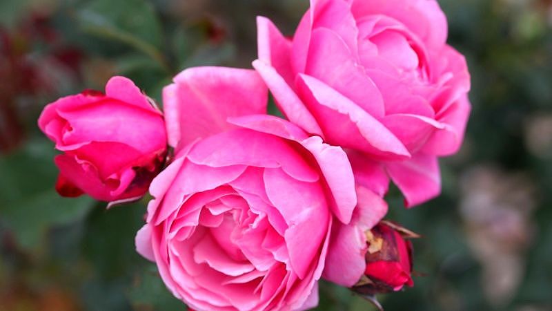 Hoa hồng cổ Sapa màu hồng phấn đẹp mắt