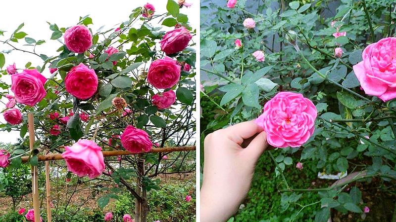 Hoa hồng cổ Sapa thường được trồng thành hàng rào hoặc cổng để trang trí nhà cửa