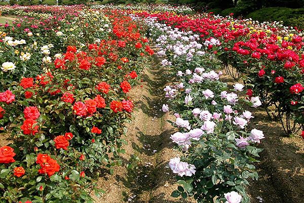 Hoa hồng Đà Lạt – Cách trồng và chăm sóc hoa nở quanh năm 1