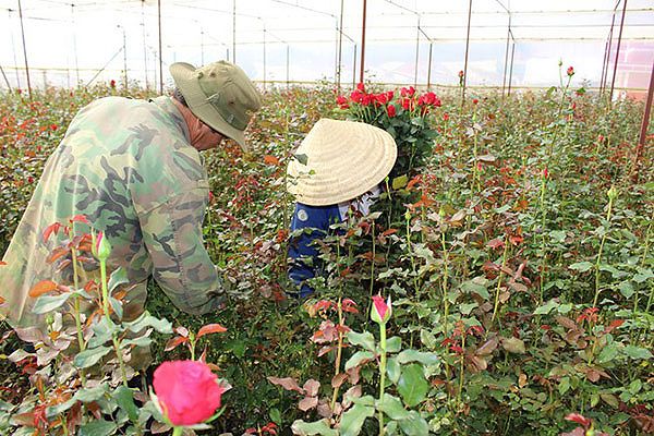 Hoa hồng Đà Lạt – Cách trồng và chăm sóc hoa nở quanh năm 10