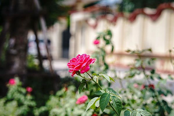 Hoa hồng Đà Lạt – Cách trồng và chăm sóc hoa nở quanh năm 2