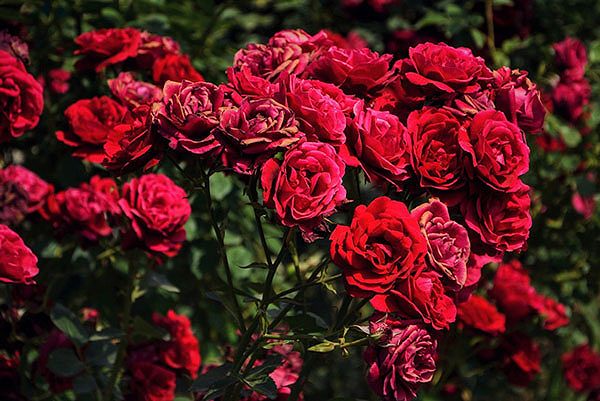 Hoa hồng Đà Lạt – Cách trồng và chăm sóc hoa nở quanh năm 3