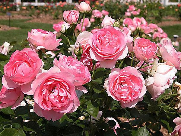 Hoa hồng Đà Lạt – Cách trồng và chăm sóc hoa nở quanh năm 4