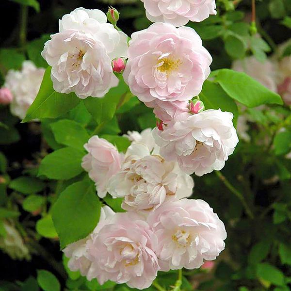 Hoa hồng Đà Lạt – Cách trồng và chăm sóc hoa nở quanh năm 5