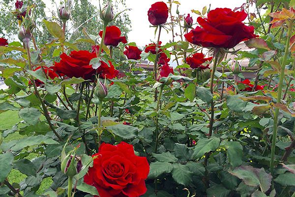 Hoa hồng Đà Lạt – Cách trồng và chăm sóc hoa nở quanh năm 6