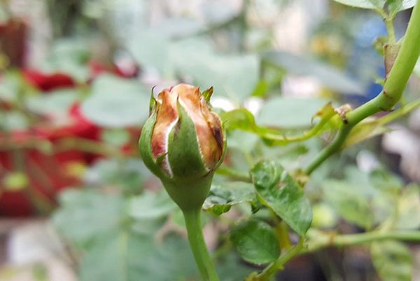 Hoa hồng Đà Lạt – Cách trồng và chăm sóc hoa nở quanh năm 7