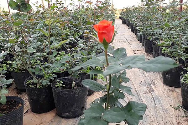 Hoa hồng Đà Lạt – Cách trồng và chăm sóc hoa nở quanh năm 8