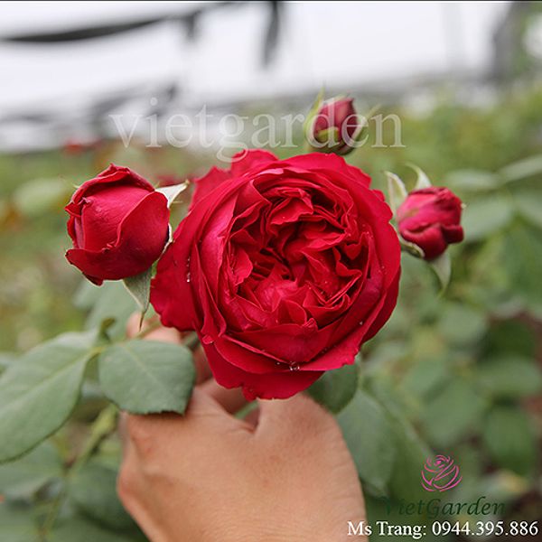 Hoa hồng Red Eden rose - giống hoa hồng leo Pháp