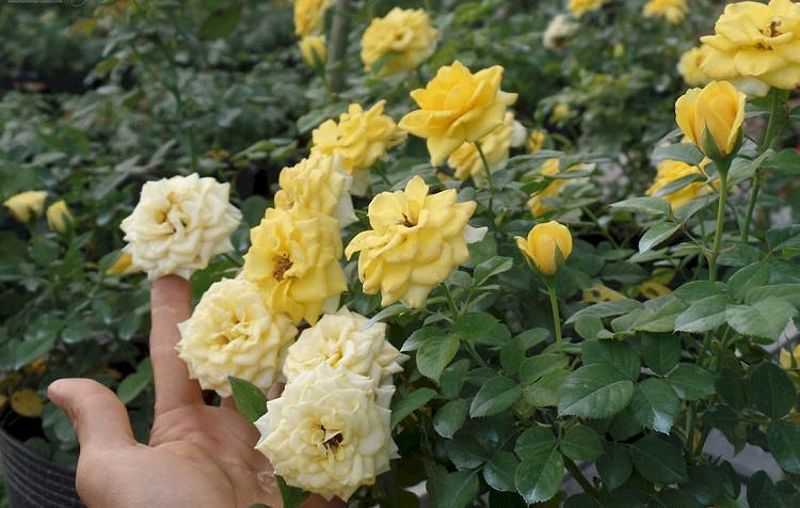 Hoa hồng Tỉ Muội với những sắc màu vàng, hồng và trắng