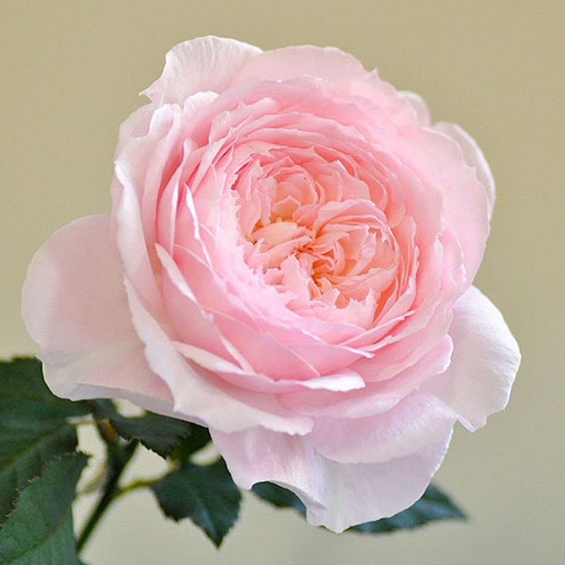 Hoa hồng Misaki có màu trắng hồng đẹp mắt