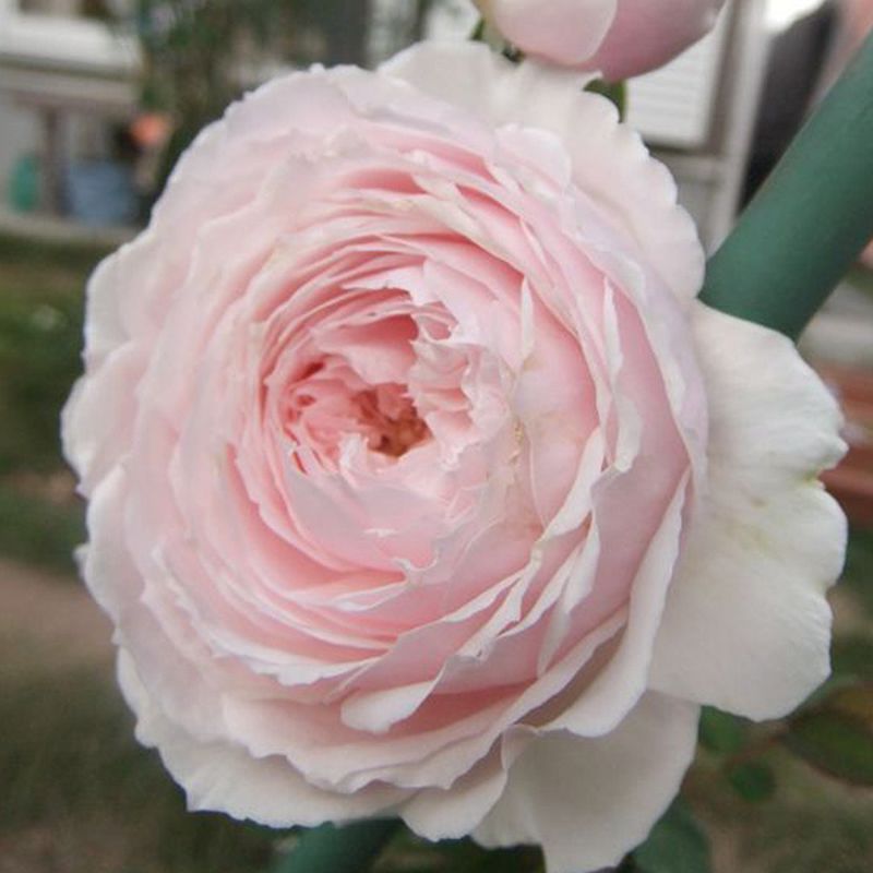Hoa hồng leo Misaki thích hợp trồng sân vườn