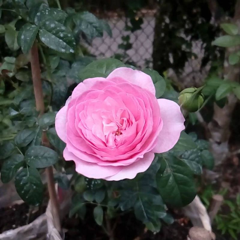 Hoa hồng leo Mon Coeur thích hợp trồng sân vườn