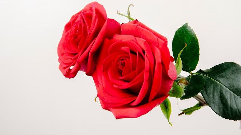 Hoa hồng lửa tượng trưng cho tình yêu cháy bỏng