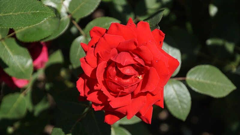 Hoa hồng nhung có nguồn gốc và đặc điểm như thế nào?