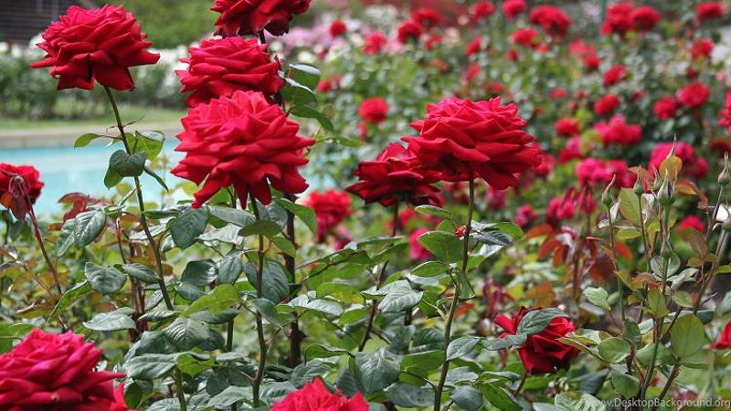 Hoa hồng nhung với màu tím độc đáo