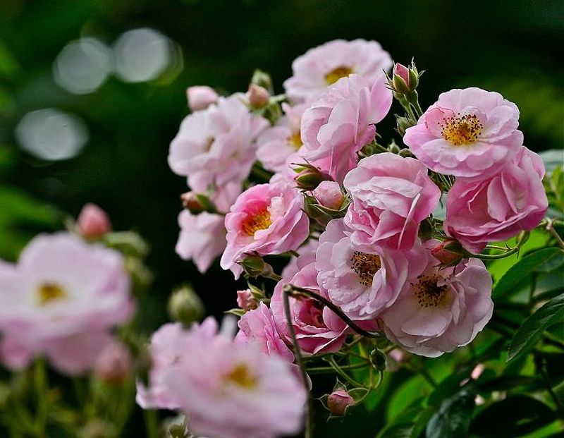 Hoa hồng tầm xuân cánh kép với sắc trắng và hồng đẹp mắt